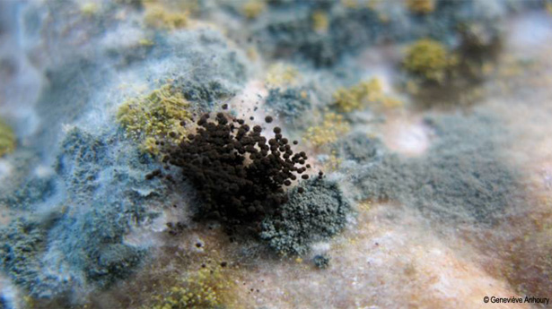 LA NUIT DU VIVANT : VOYAGE AU CUR DE LA POURRITURE / Réalisation: Geneviève Anhoury